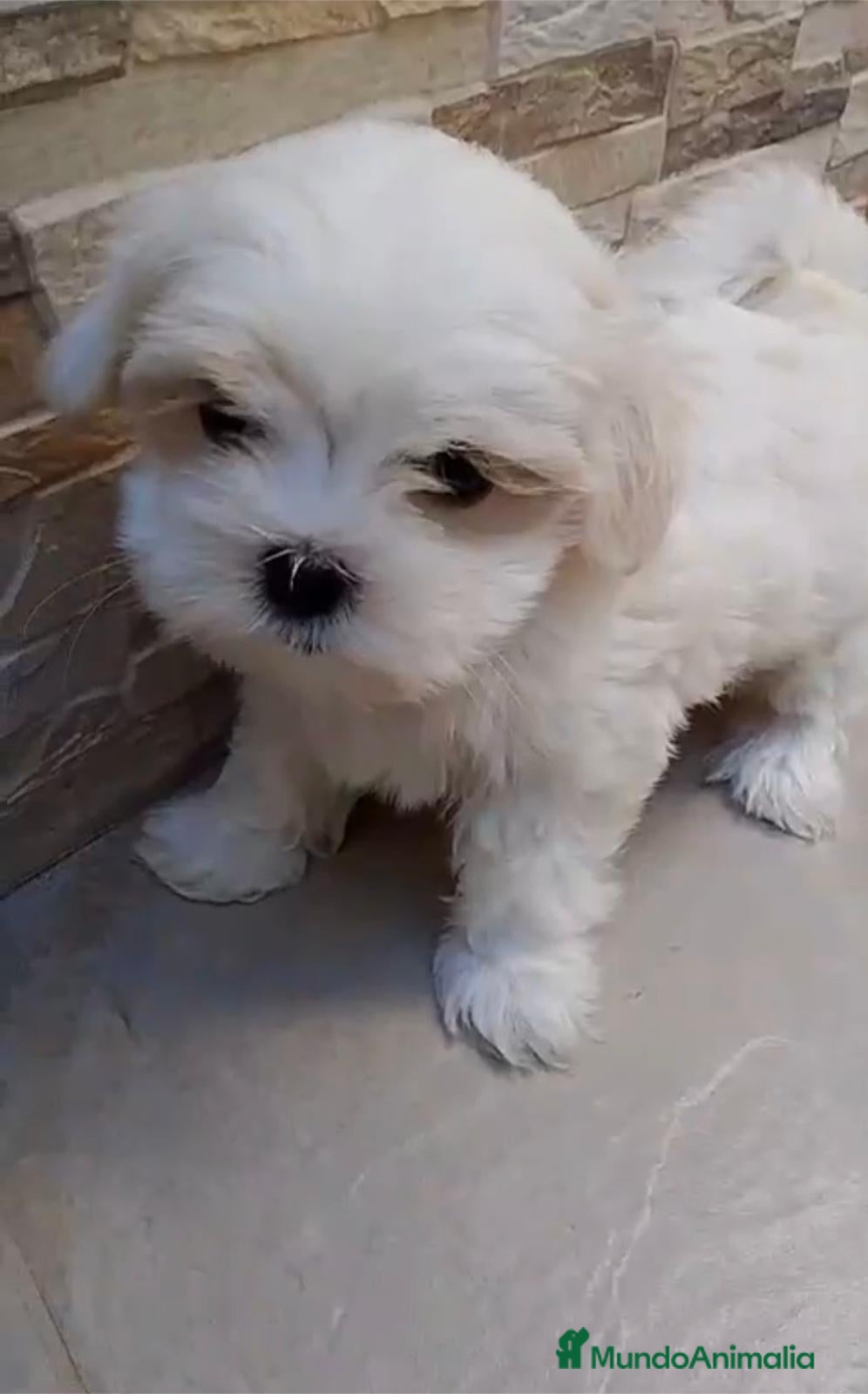 Bichón Maltés perros Bichón Maltés  en Barcelona - Anuncio 2