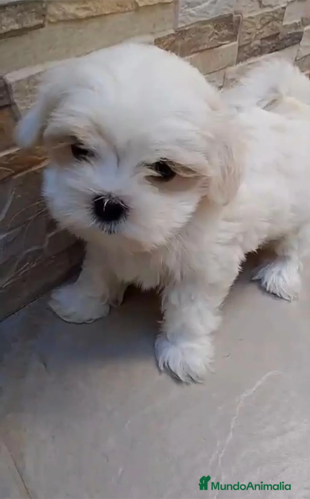 Bichón Maltés perros en venta: Bichón Maltés  en Barcelona - Anuncio 2