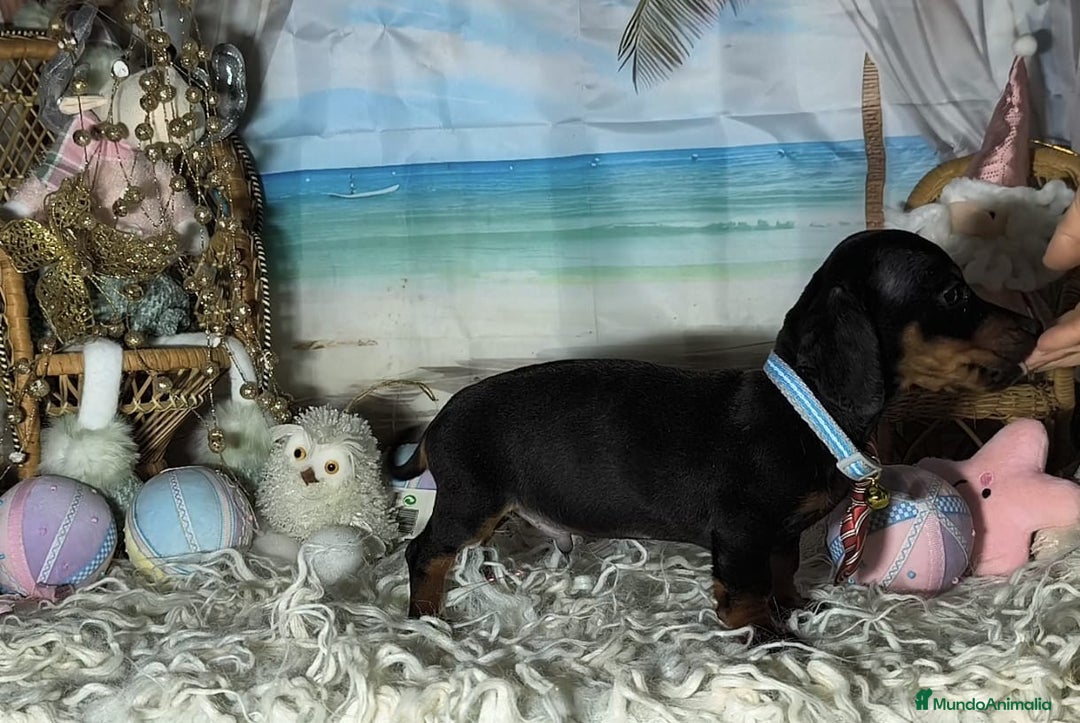 Teckel perros en venta: Teckel kanichen  - Anuncio 8