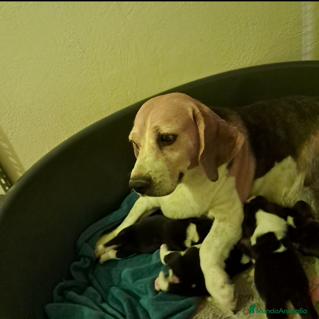 Beagle perros Bebés Beagles  - Anuncio 2