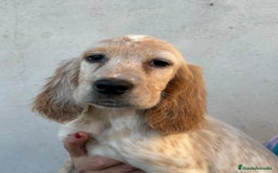 Setter Inglés perros en venta: Setter inglés  - Imagen 3