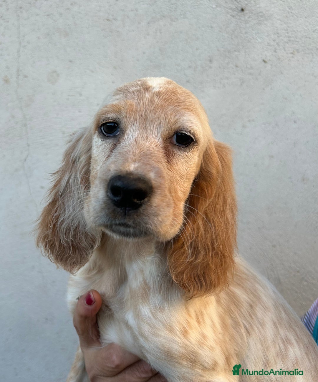 Setter Inglés perros en venta: Setter inglés  - Imagen 3