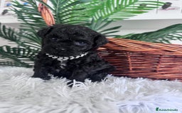 Caniche Toy perros en venta: CANICHE TOY MACHO - Anuncio 7