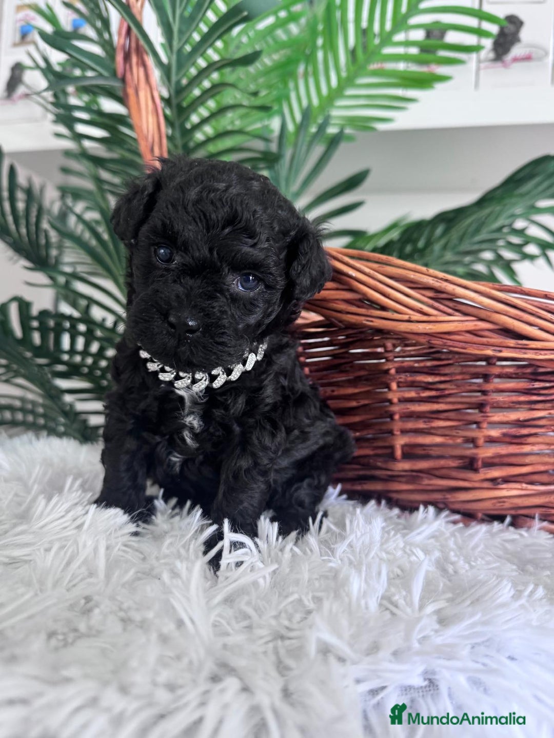 Caniche Toy perros en venta: CANICHE TOY MACHO - Anuncio 7