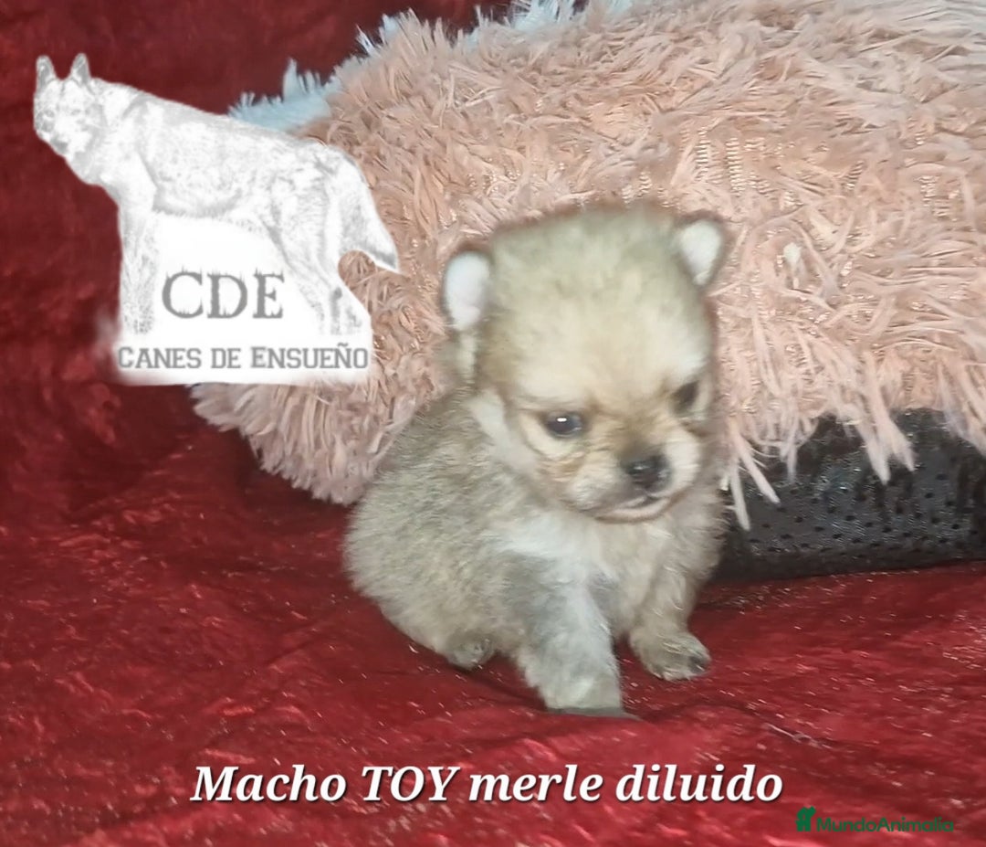 Pomerania perros en venta: Pomeranias toy/enano - Imagen 3