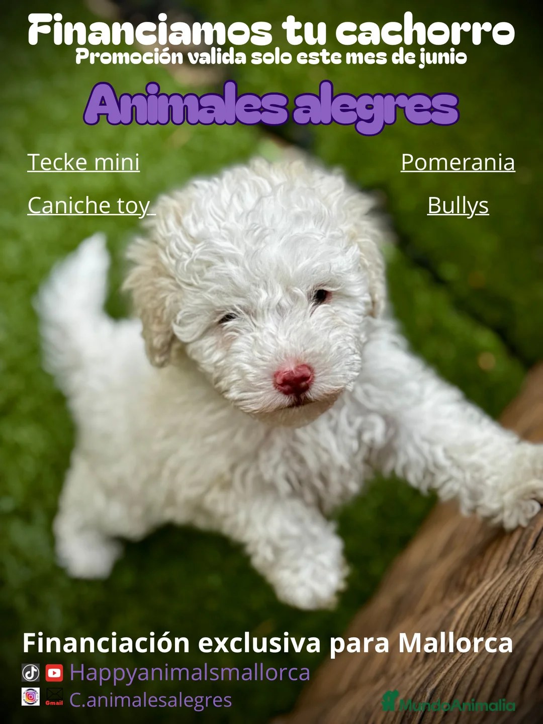 Caniche Toy perros en venta: Promoción junio  - Anuncio 3