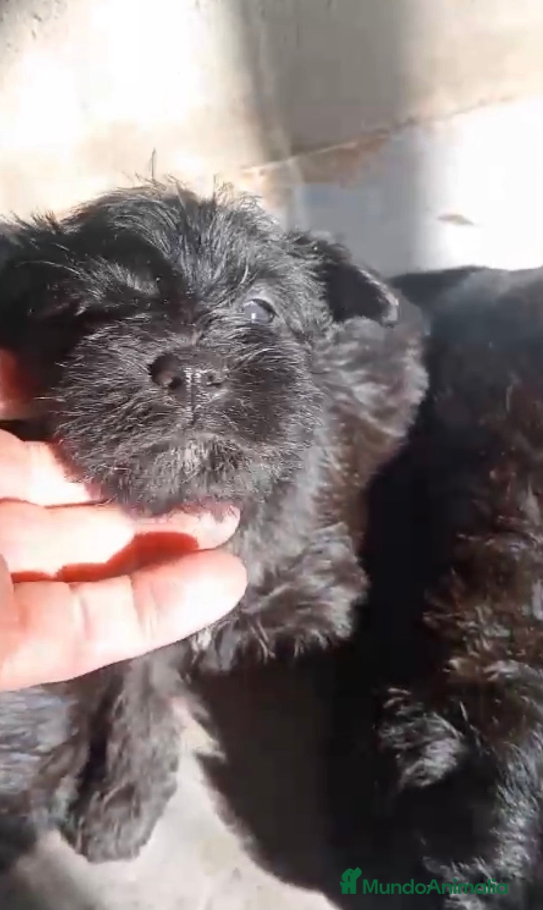 Schnauzer Miniatura perros en venta: Cachorros de Schnauzer miniatura negros  - Anuncio 1
