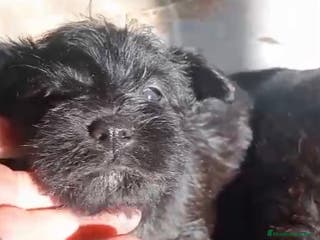 Schnauzer Miniatura perros Cachorros de Schnauzer miniatura negros - Anuncio 2