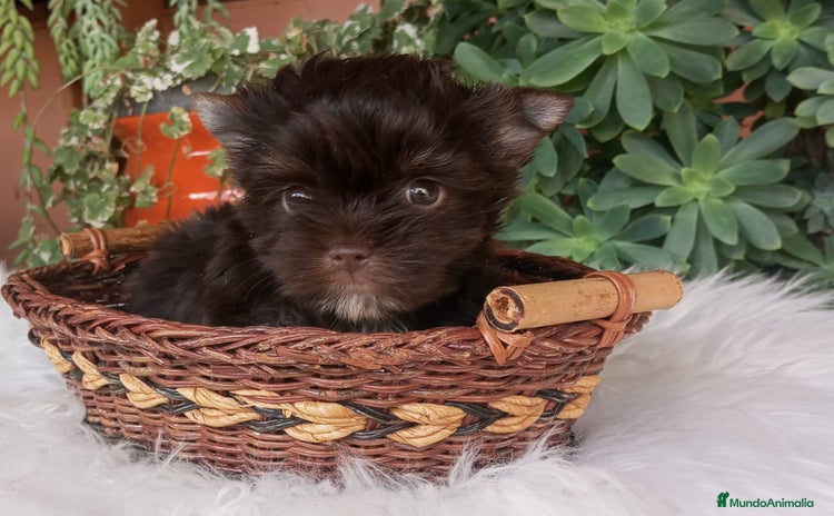 Yorkshire Terrier perros - Anuncio 5