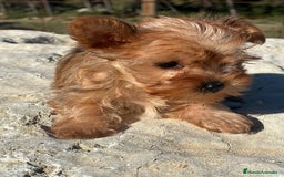 Yorkshire Terrier perros en venta: yorkshire rubia - Imagen 3