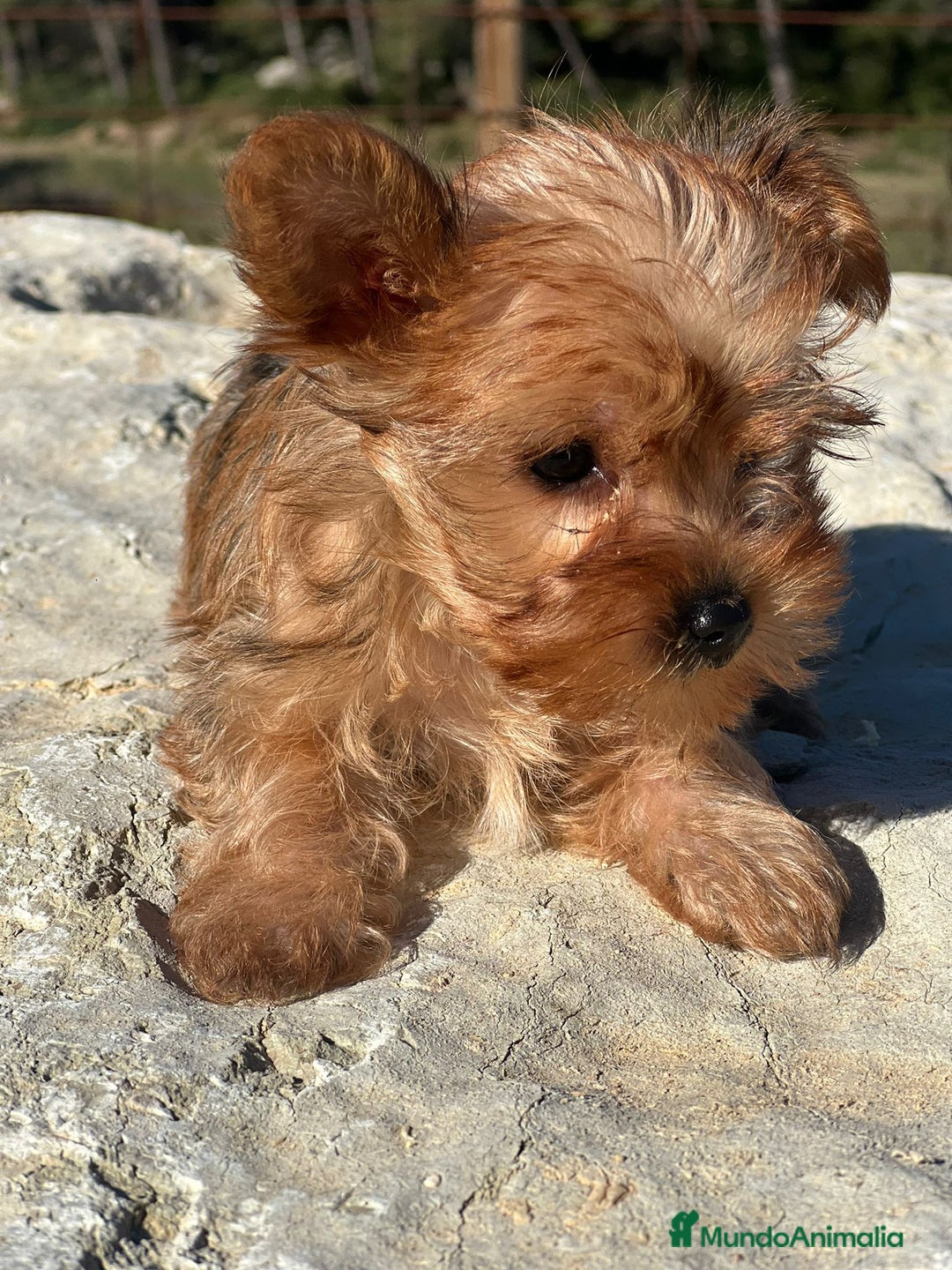 Yorkshire Terrier perros en venta: yorkshire rubia - Imagen 3
