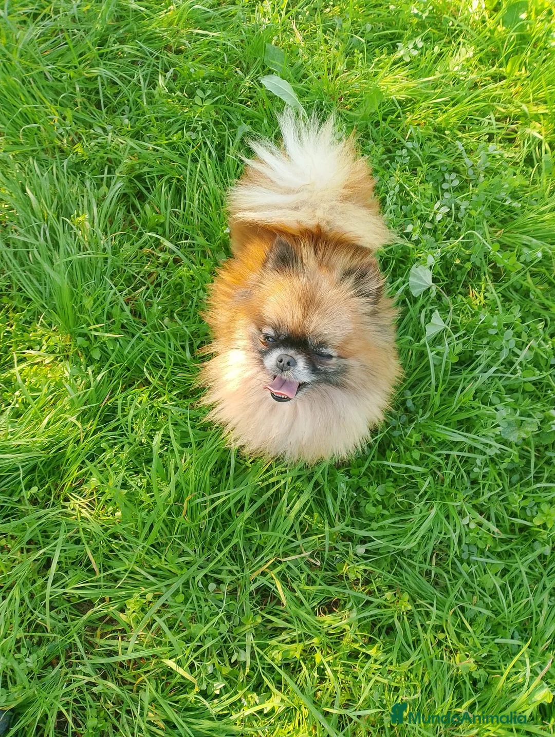 Pomerania perros en venta: ✨ Pareja de maltipom no envío recoger en Córdoba  - Anuncio 2