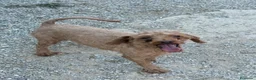 Caniche Enano perros en venta: Macho adulto caniche enano rojo - Anuncio 1