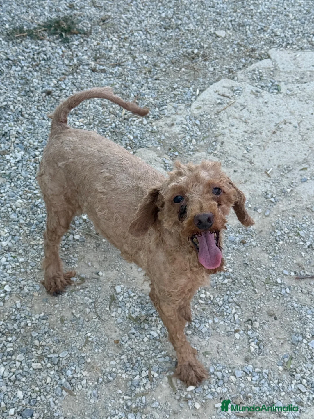 Caniche Enano perros en venta: Macho adulto caniche enano rojo - Anuncio 1