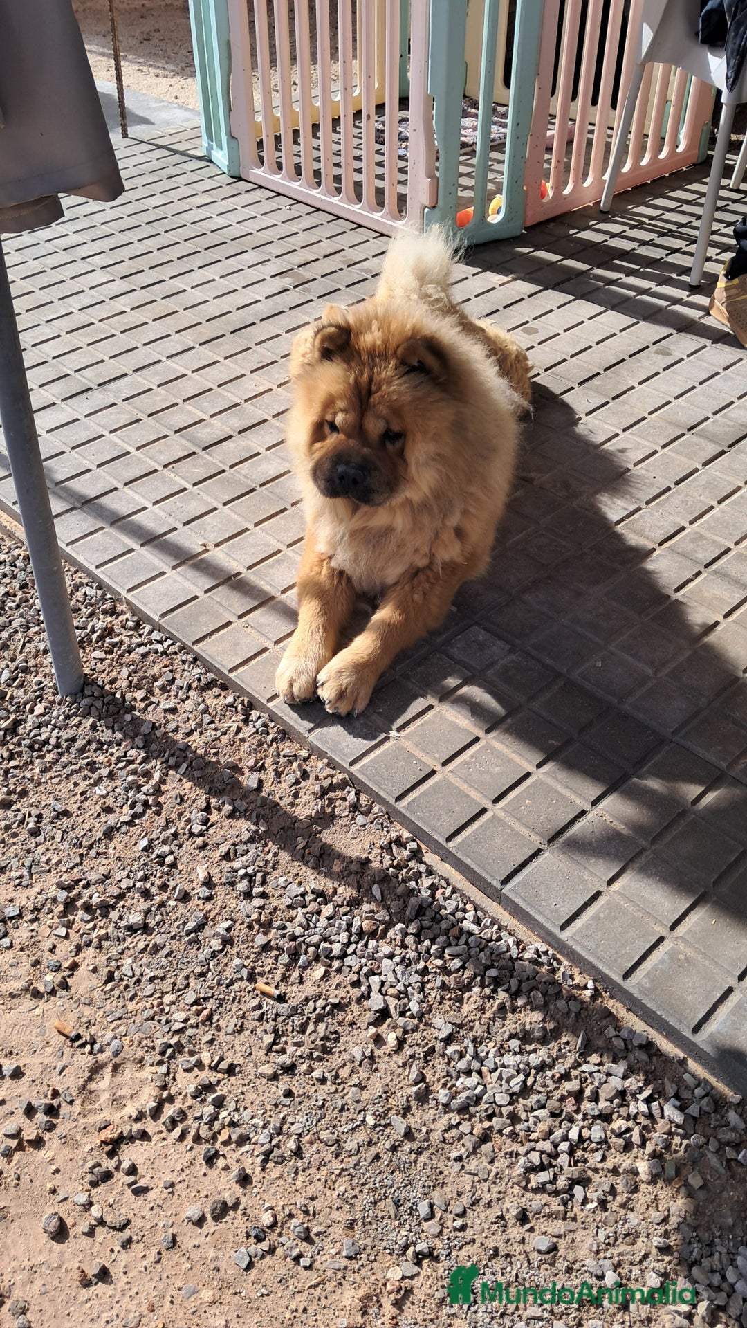 Chow Chow perros en venta: Bebés Chow-Chow  - Anuncio 3