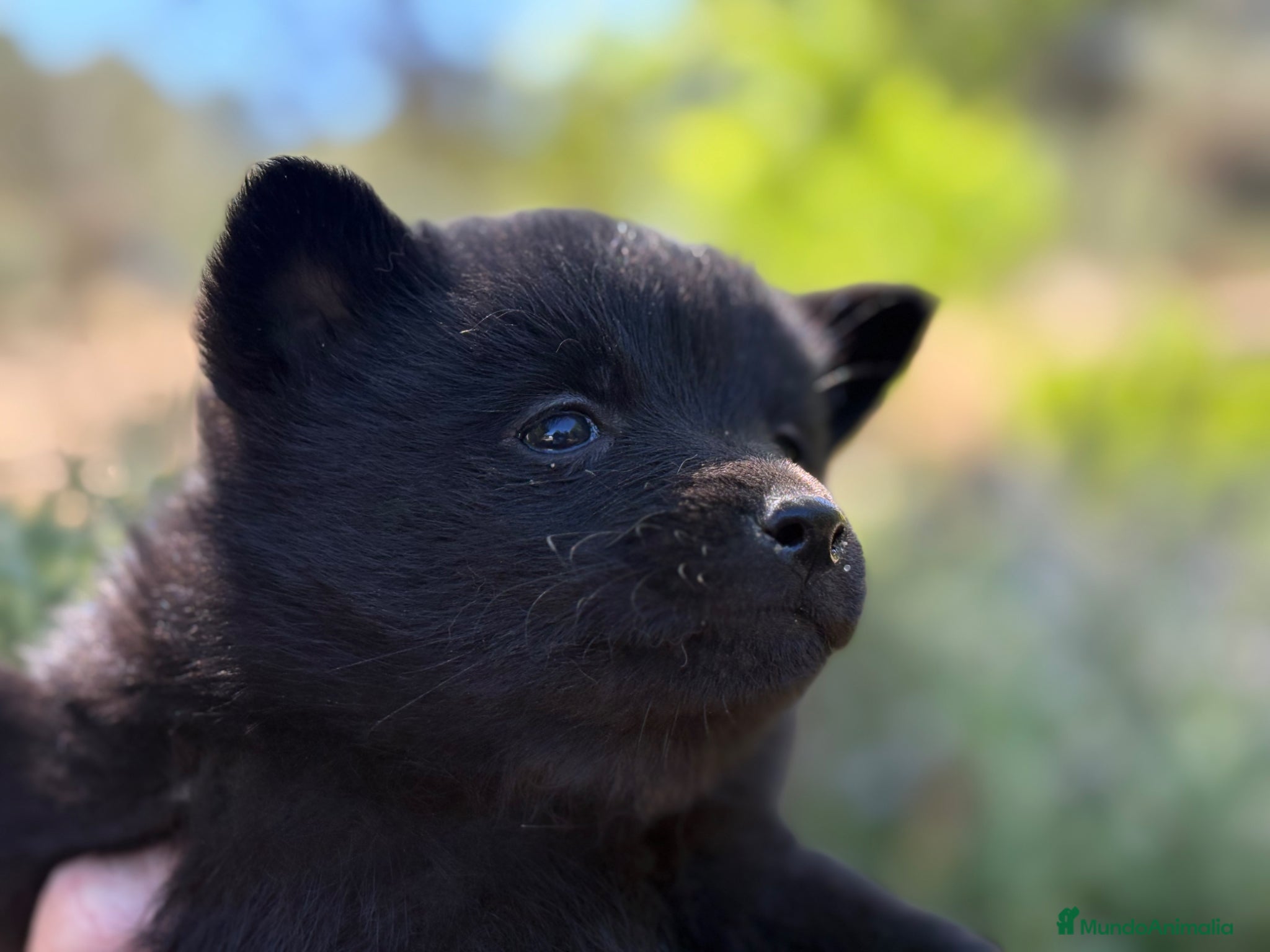 Schipperke perros Schipperke: unica camada en España 🇪🇸 - Anuncio 2