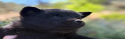 Schipperke perros en venta: Schipperke: unica camada en España 🇪🇸 - Anuncio 1