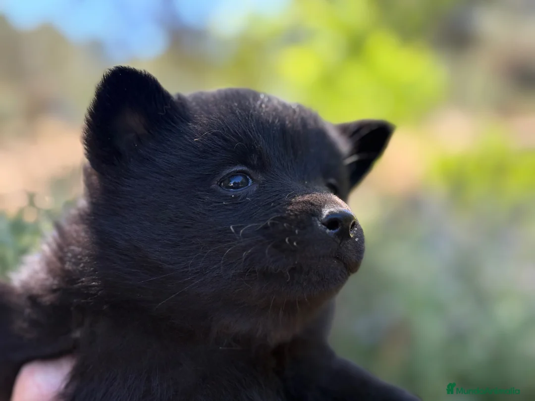 Schipperke perros en venta: Schipperke: unica camada en España 🇪🇸 - Anuncio 1