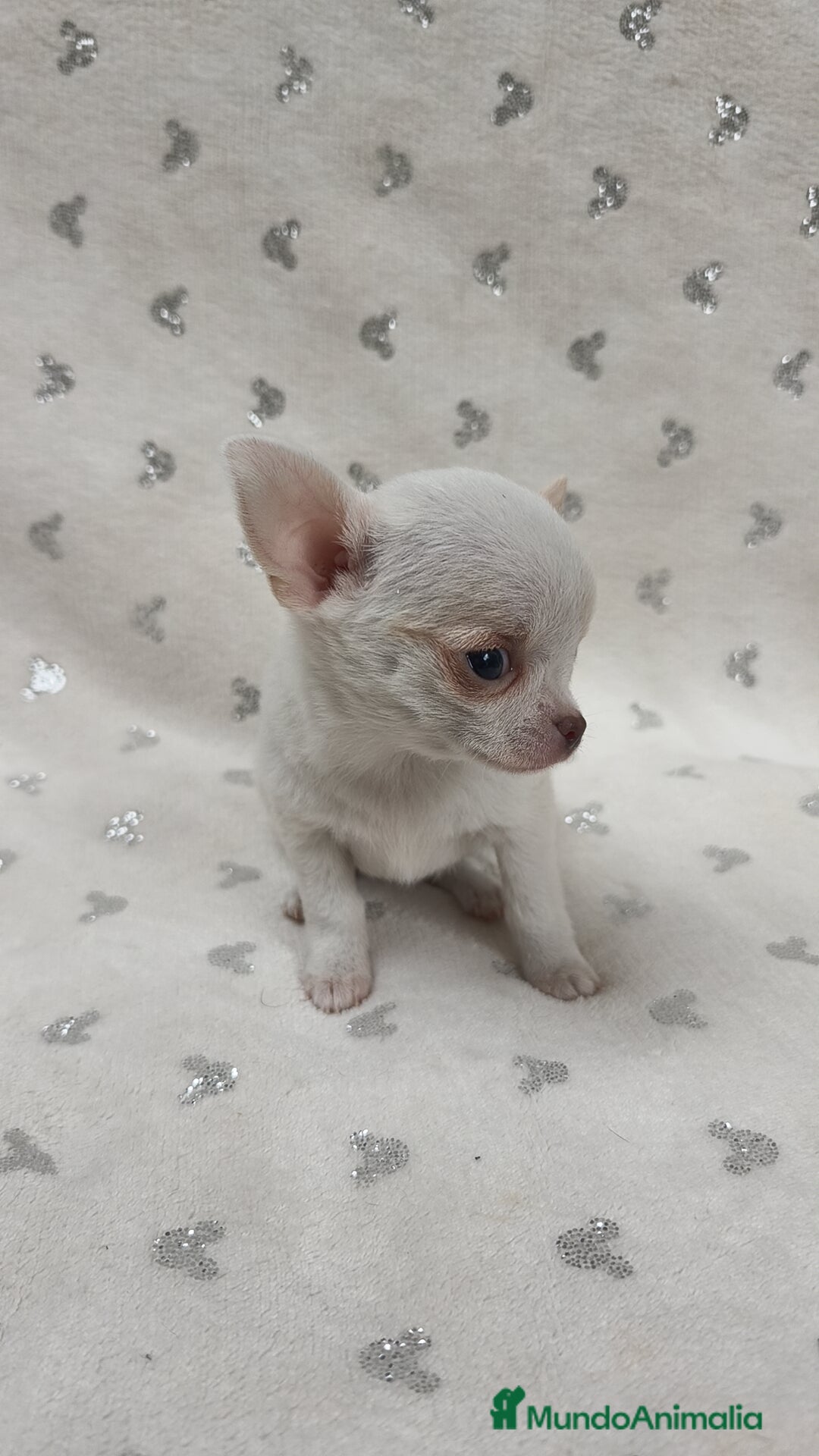 Chihuahua perros en venta: Mini Toy, miniatura 💯 x 💯 - Anuncio 4
