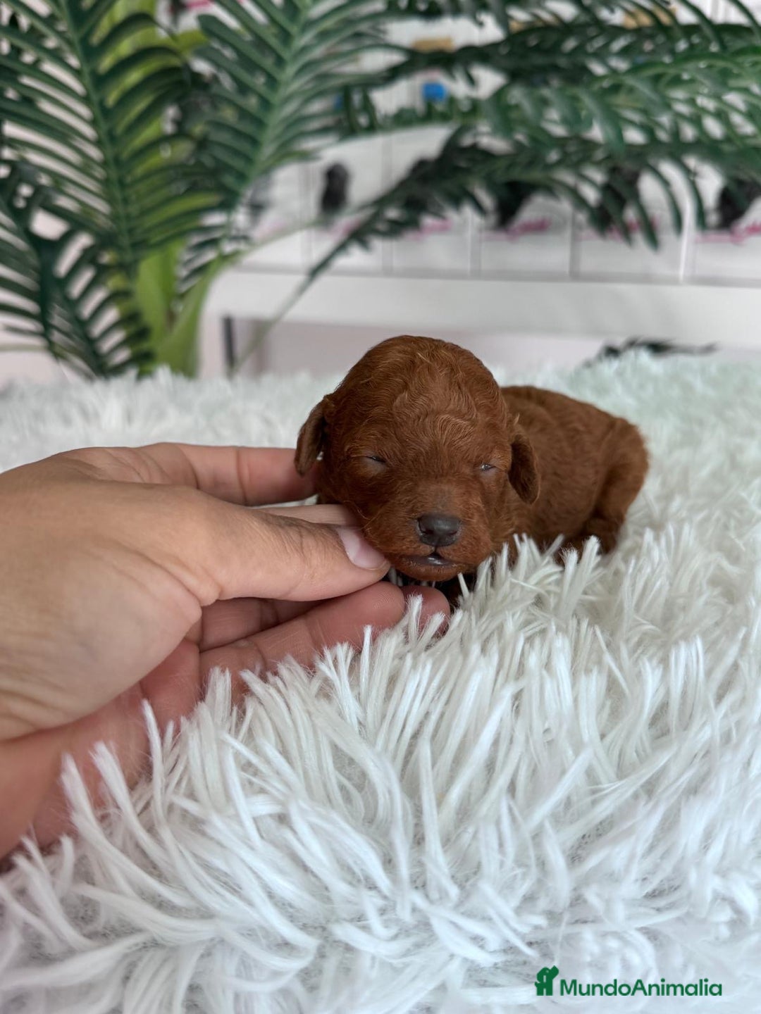 Caniche Toy perros en venta: CANICHE TOY ROJO - Anuncio 3