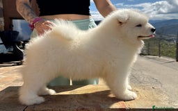 Samoyedo perros en venta: Cachorro samoyedo - Imagen 2