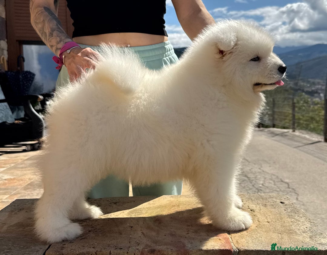 Samoyedo perros en venta: Cachorro samoyedo - Imagen 2