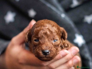 Caniche Toy perros Caniche toy rojo intenso - Anuncio 1