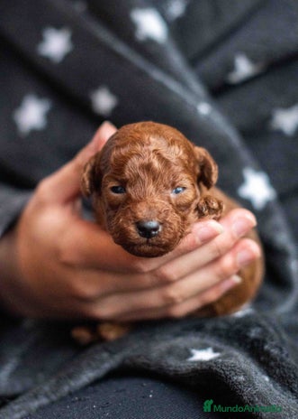 Caniche Toy perros Caniche toy rojo intenso - Anuncio 1