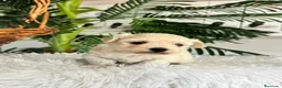 Maltipoo perros en venta: MALTIPOO HEMBRA 🎀 - Anuncio 7