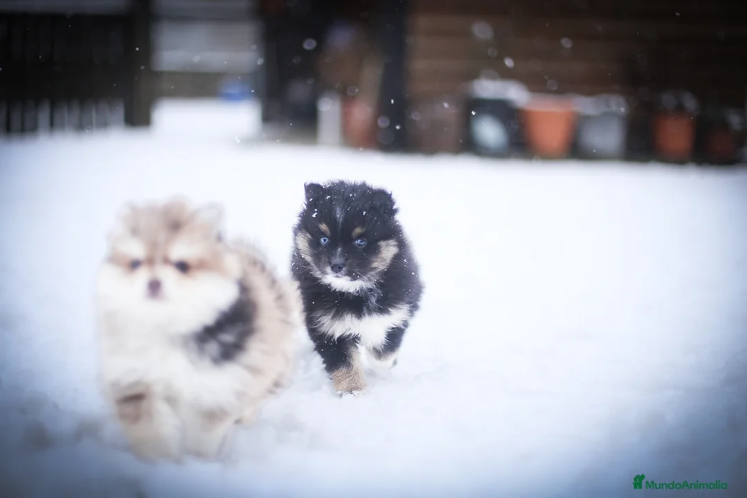 Pomsky perros en venta: Pomsky F5 - Anuncio 5