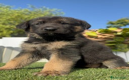 Pastor Alemán perros en venta: PASTOR ALEMÁN HEMBRA - Imagen 2
