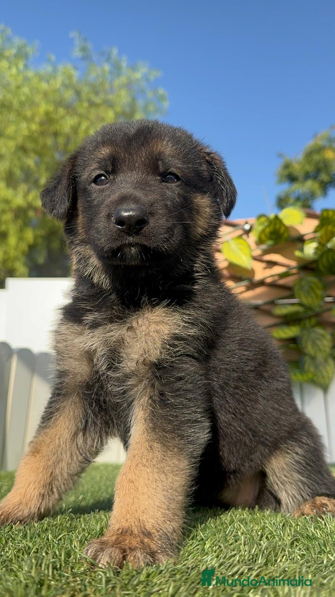 Pastor Alemán perros en venta: PASTOR ALEMÁN HEMBRA - Imagen 2