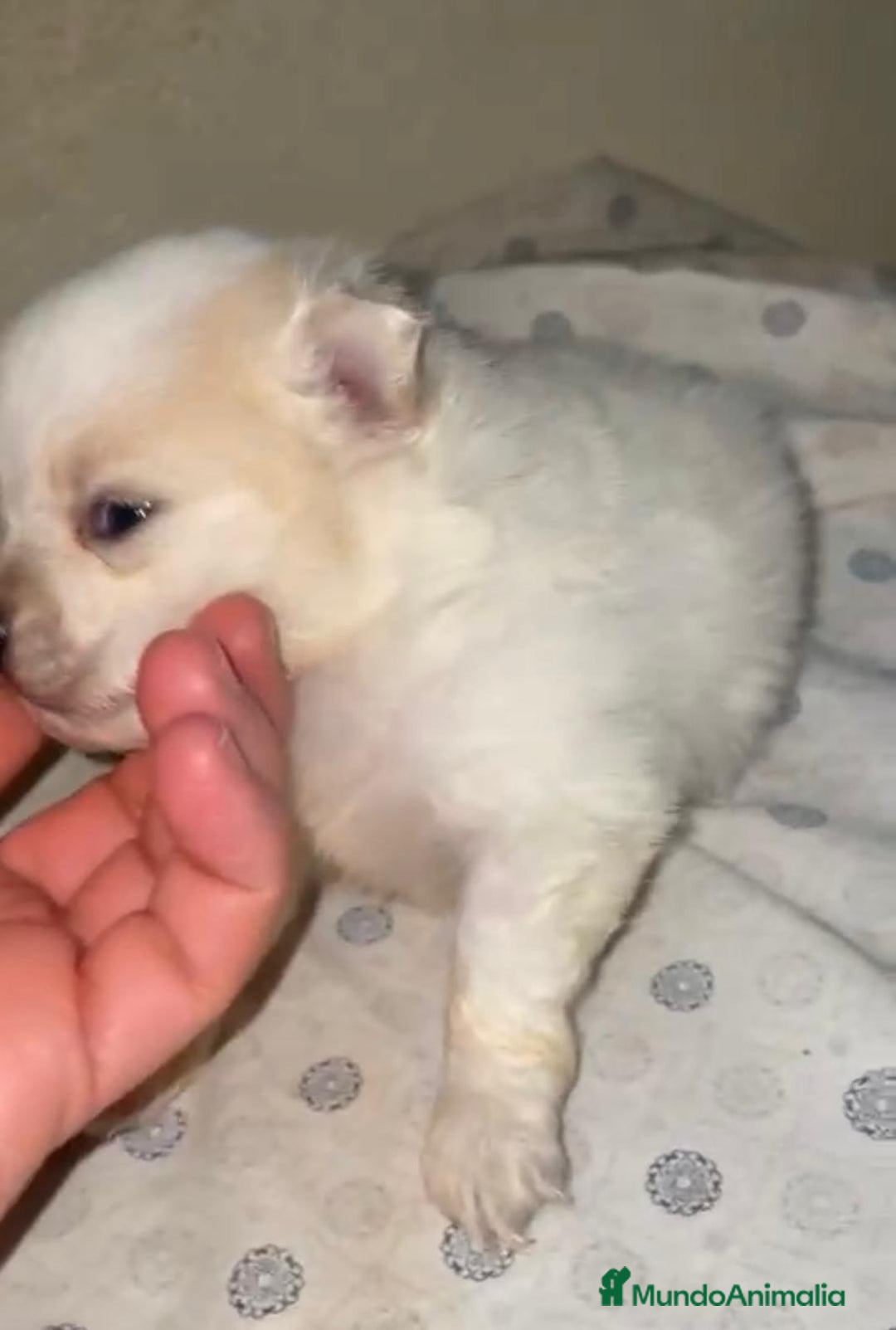 Pomerania perros en venta: Lulu pomerania toy - Anuncio 1