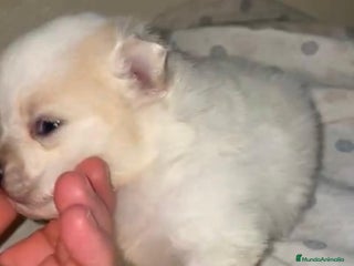 Pomerania perros Lulu pomerania toy - Anuncio 1