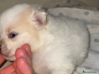 Pomerania perros Lulu pomerania toy - Anuncio 36