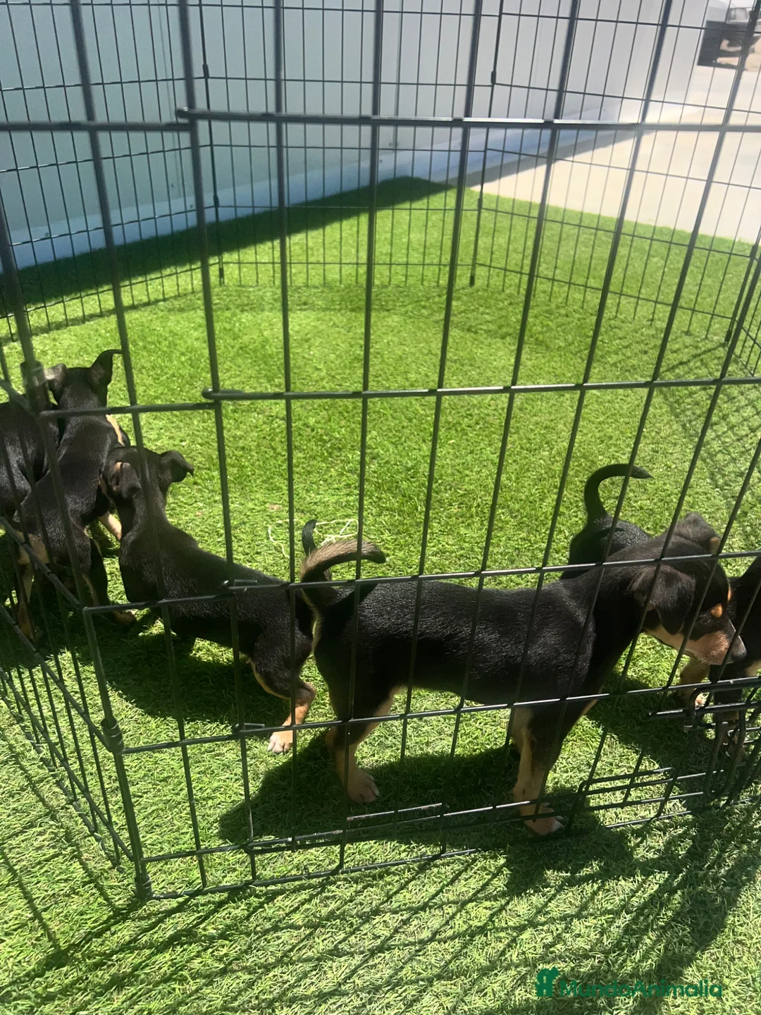 Pinscher Miniatura perros en venta: CAMADA DE MINI PINSCHER NEGRO FUEGO - Anuncio 3