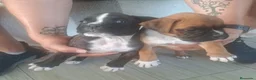 Boxer perros en venta: BOXER - Anuncio 2