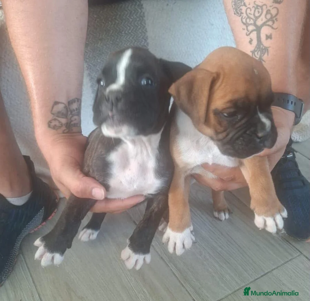 Boxer perros en venta: BOXER - Anuncio 2