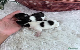 Yorkshire Terrier perros en venta: YORKSHIRE TERRIER BIEWER - Imagen 27