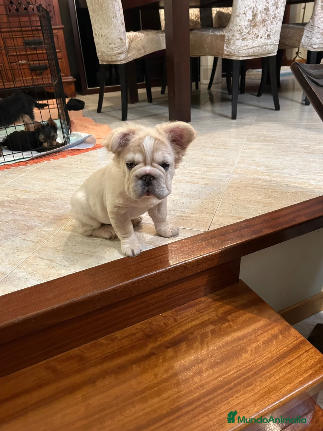 Bulldog Francés perros en venta: Bulldog francés fluffy - Anuncio 2