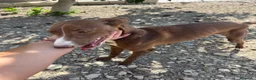 Podenco Andaluz perros en venta: adopción cachorra podenca  - Anuncio 2