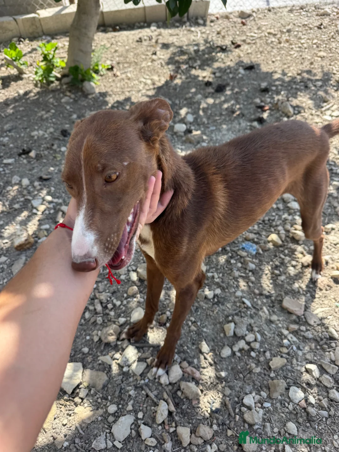 Podenco Andaluz perros en venta: adopción cachorra podenca  - Anuncio 2
