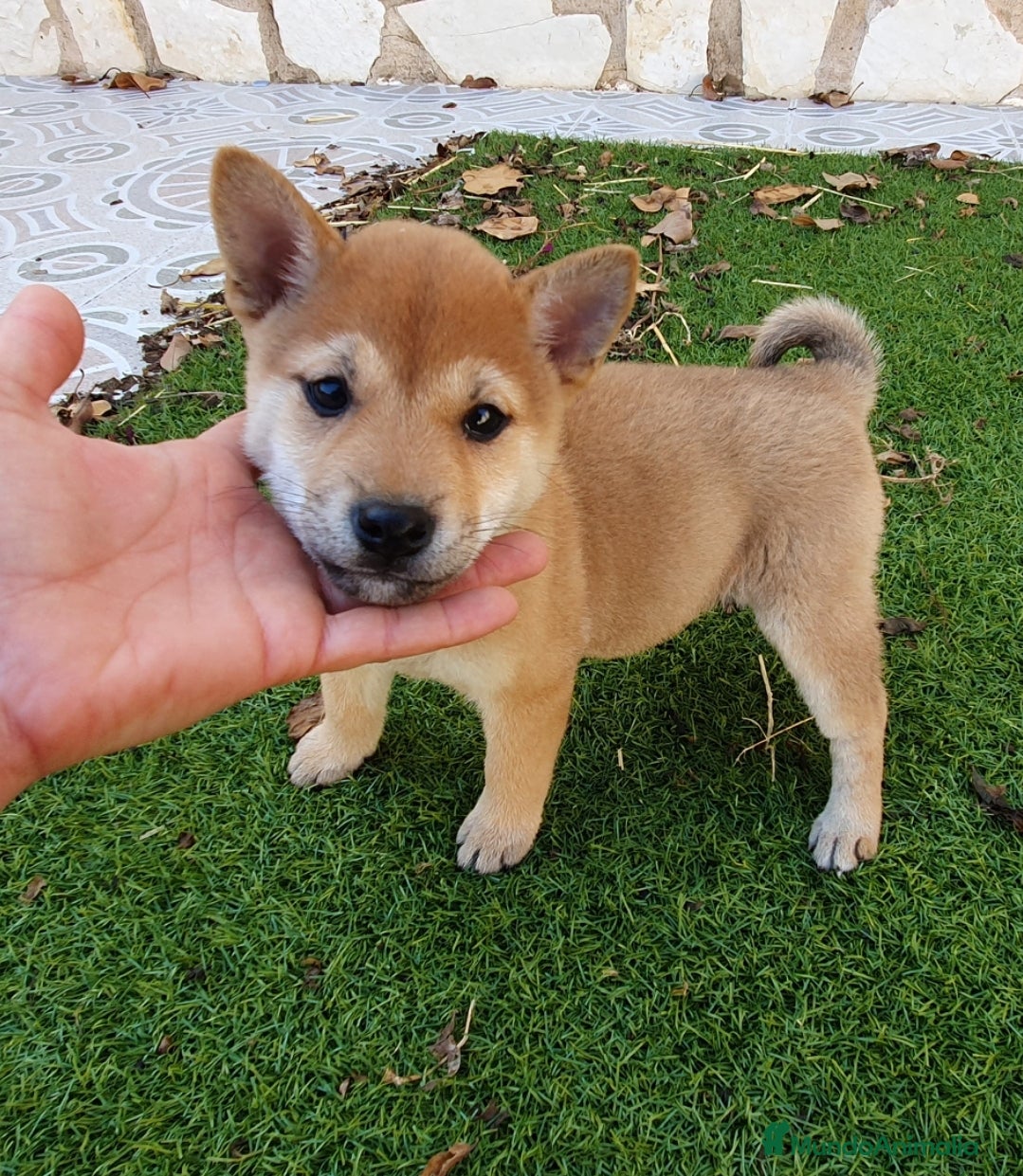 Shiba Inu perros Shiba Inu Calidad Top - Anuncio 2
