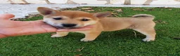 Shiba Inu perros en venta: Shiba Inu Calidad Top - Anuncio 2