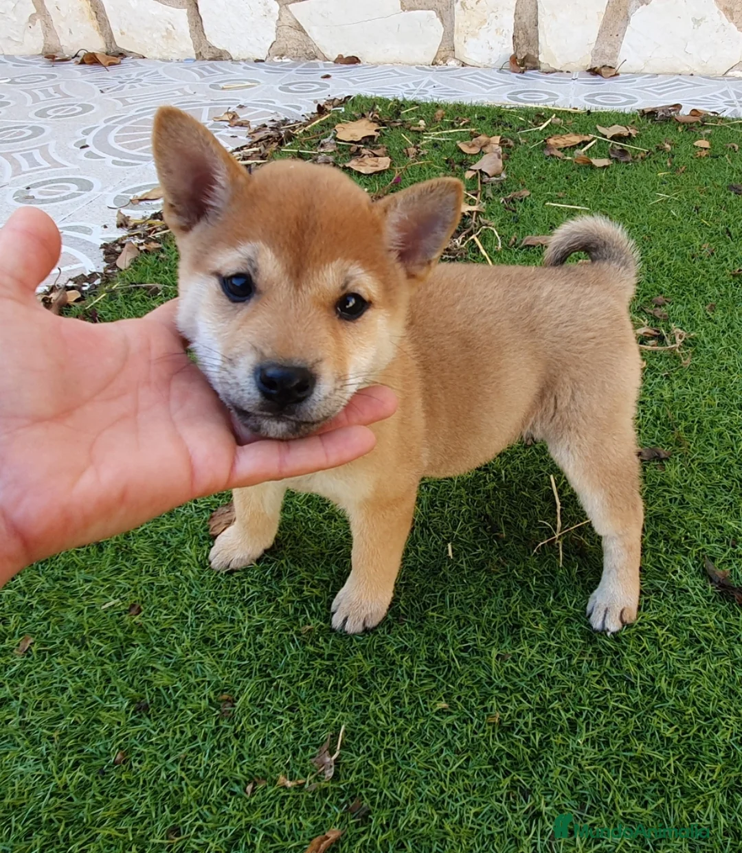 Shiba Inu perros en venta: Shiba Inu Calidad Top - Anuncio 2
