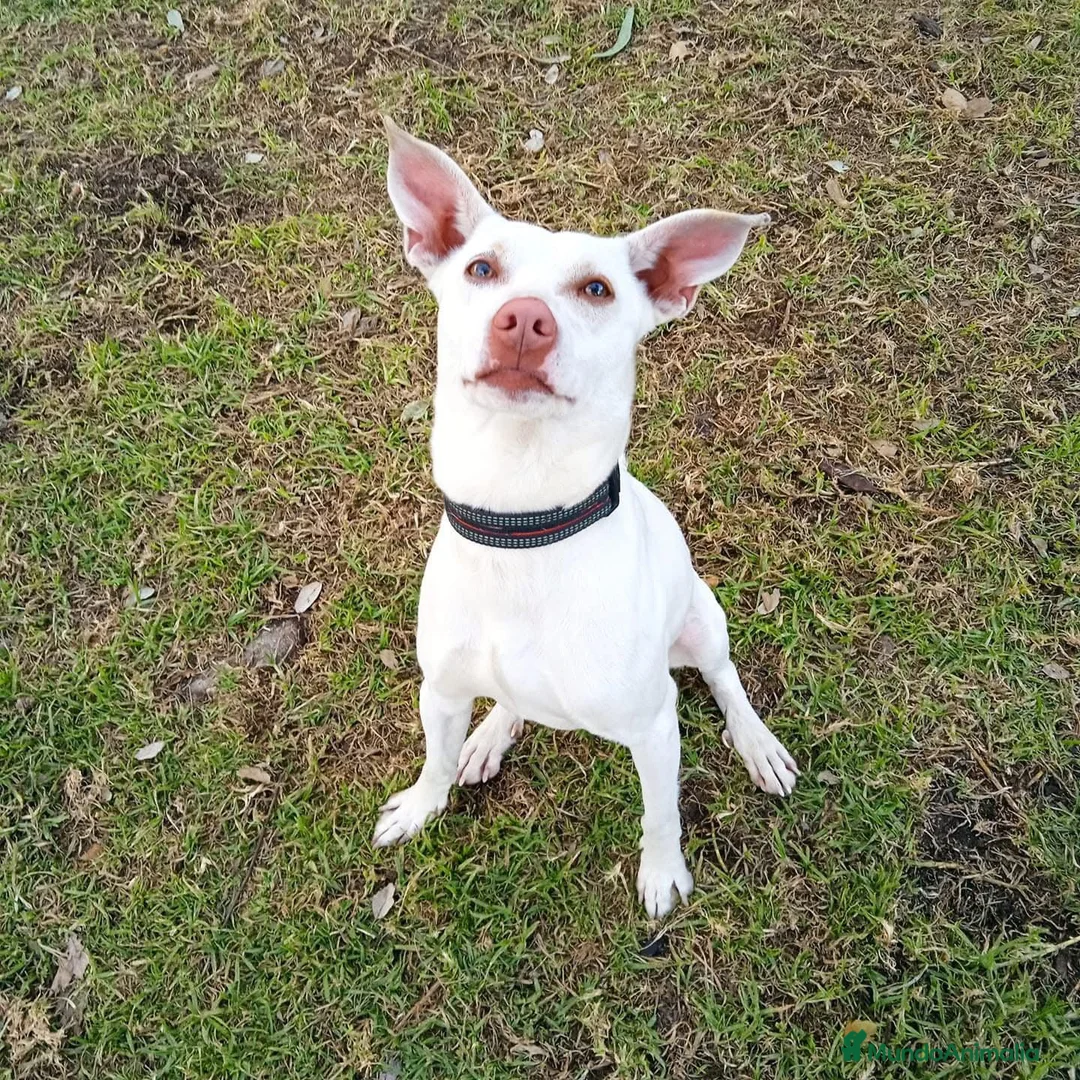Podenco Andaluz perros para monta: Podenco para montas  - Anuncio 1