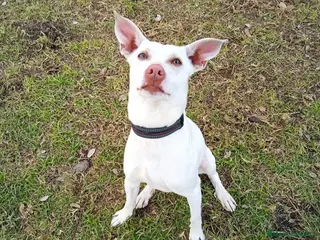 Podenco Andaluz perros Podenco para montas - Anuncio 1