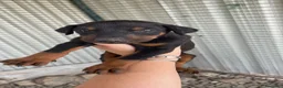 Dobermann perros en venta: Cachorros Dobermann!!!🐶🐾 - Anuncio 9
