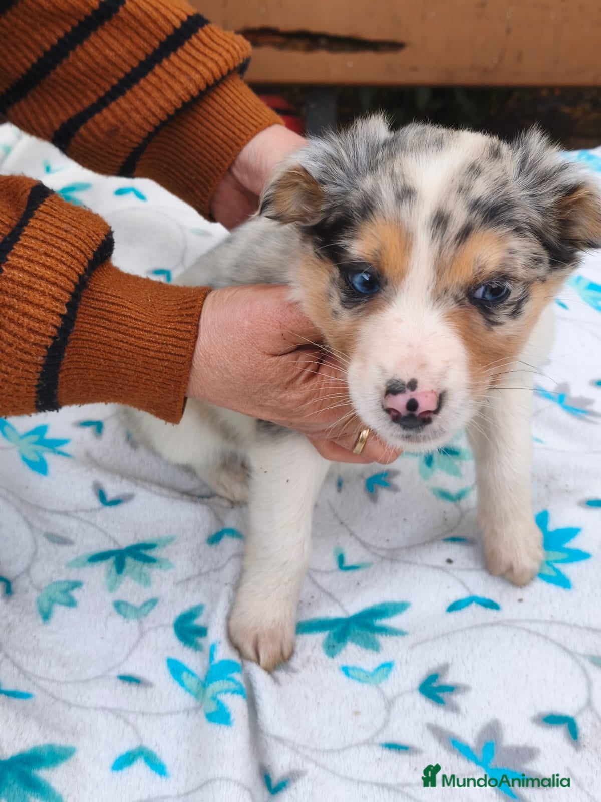 Border Collie perros Border collie - Anuncio 1