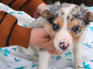 Border Collie perros Border collie - Anuncio 1
